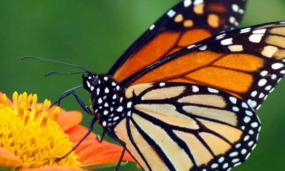 fluturele monarh pe cale de disparitie1