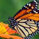 fluturele monarh pe cale de disparitie1